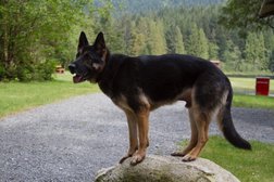 Obedience Unleashed Dog Training - Kamloops Photo