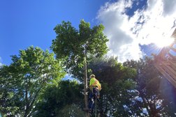 Aberdeen Tree Services Photo