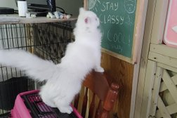 Classy Cat Cuts in Kelowna