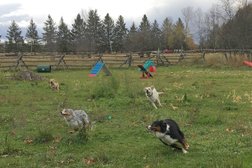 Off-Leash Dog Adventure in Ottawa