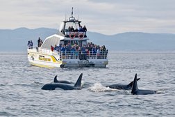 Eagle Wing Whale & Wildlife Tours in Victoria
