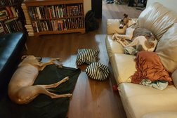 Maritime Greyhound Adoption Program Photo