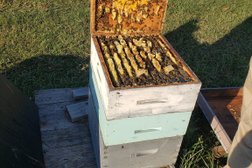 Tri-City Bee Rescue in Guelph
