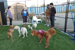The Dog House Day Care Photo