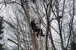 Skelton tree services in Welland
