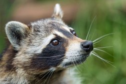 Four Seasons Wildlife Removal - Squirrel | Bird, Raccoon Removal Toronto in Toronto