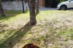 Shaggyman Dog Walking, Training & Adventures Photo