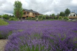 Okanagan Lavender & Herb Farm Photo