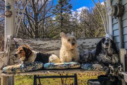 Oshawa Dog Club Photo