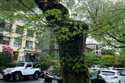 Van City Tree Removal - Tree Service in Vancouver BC Photo