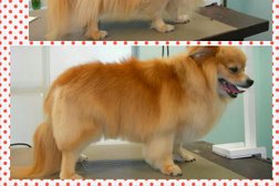 Ace of Hearts Dog Grooming Photo