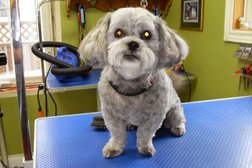 Pet studio Grooming by sherry in Moncton