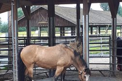 Circle F Horse Rescue Society in Abbotsford