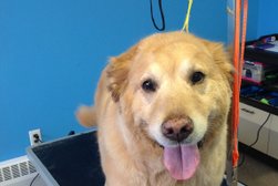 Spawtacular Dog Grooming in St. Catharines