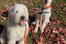 Walks & Wags in Montreal