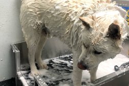 Milton Self-Serve Dog Wash in Milton