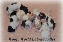 Woofy World Labradoodles in Kelowna