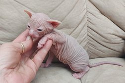 Sphynx Canada Cattery in Windsor