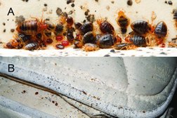 Pest control Abbotsford | Activebc Pest Exterminators Ants ,Bed Bugs,Rat ,Cockroach,Mice Photo