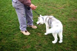 Happy Dog Obedience Training Photo