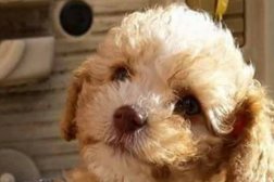 PUP, PUP HOORAY! - Toy Poodle Breeding in Barrie