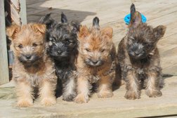 Paws-itive Puppies in Oshawa