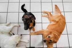 Canine Concierge Dog Daycare & Boarding in Vancouver