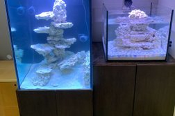 Concrete Blonde Corals Photo