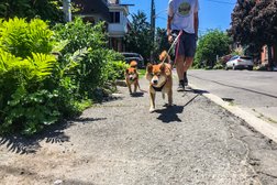Bitches Walking Dogs in Ottawa