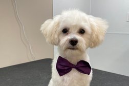 Krissyés Perfect Paws Dog Grooming in Abbotsford