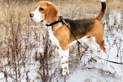 FoxFire Beagles in Thunder Bay