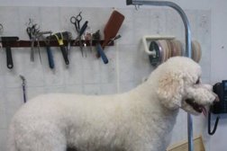 Assiniboine Dog Grooming Photo