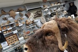 Prehistoria Museum & SkullStore Oddity Shop in Toronto