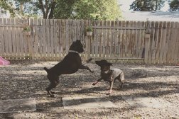 The Balanced Pack Dog Training & Daycare in Regina
