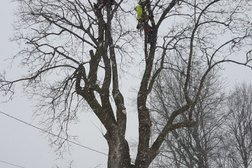 Skylark Tree Care Inc. Photo