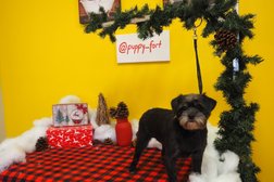 Puppy Fort Grooming & Pet Store in London