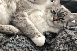 Caspian Siberians Cattery in St. Catharines