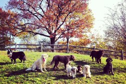 Forest Hill Dog Walkers & Pet Services Ltd. in Toronto
