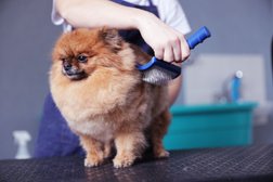 STANLEY BARK - Grooming Daycare Home Board No Sedation Dog Teeth Cleaning in Vancouver