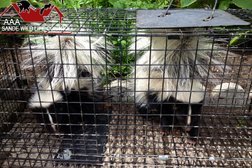 AAA Sande Wildlife Control-Raccoon Removal & Squirrel Removal & Skunk Removal Specialists in Toronto
