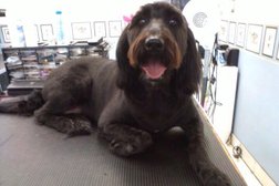 Loyal Companions Dog Grooming Inc in Windsor