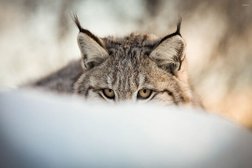 Hidden Lynx Investigations Photo