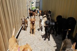 Wag-A-Tail Doggie Daycare in Saskatoon