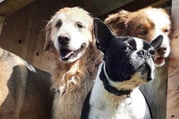 Dog World Bedrock Kennels in Ottawa
