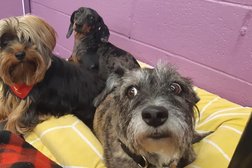 Mutts N Pups Daycare & Spaw Photo