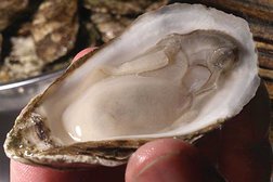 Wicked Good Oysters Photo