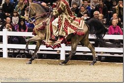 Arabian Horse Association of Eastern Canada Photo