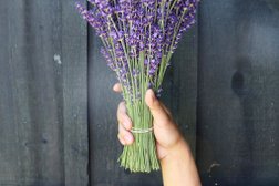 Kelso Lavender Photo