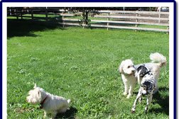 Farm Dog Daycare in Hamilton