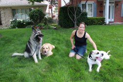The Pack Way - Dog Training Guelph, Ontario in Guelph
